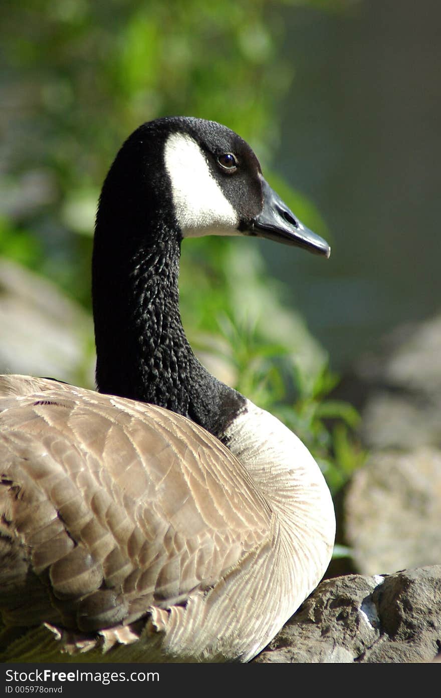 A black necked goose admires the view from the edge of a pond