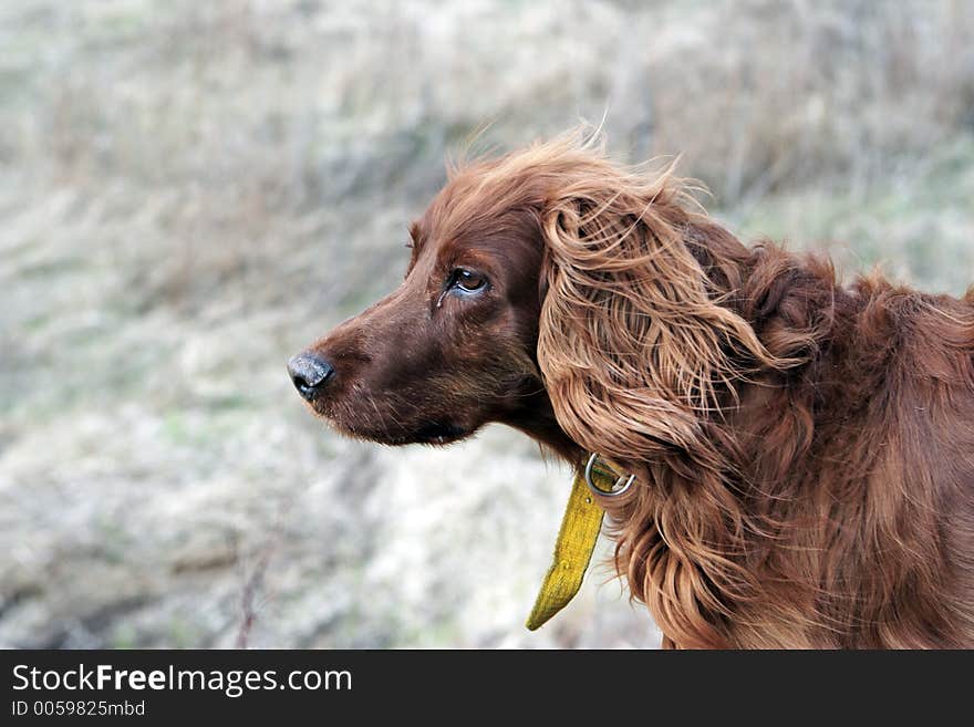 Brown haired dog looking ahead. Brown haired dog looking ahead