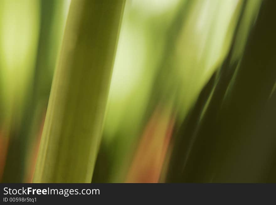 Abstract background macro of plant stalks