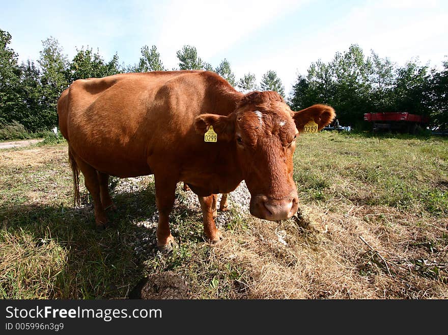 Danish cows