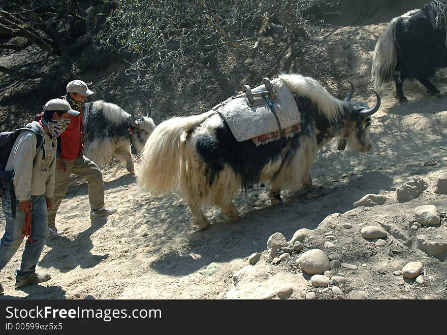 Drovers and Yaks caravan on the way to Everest base camp