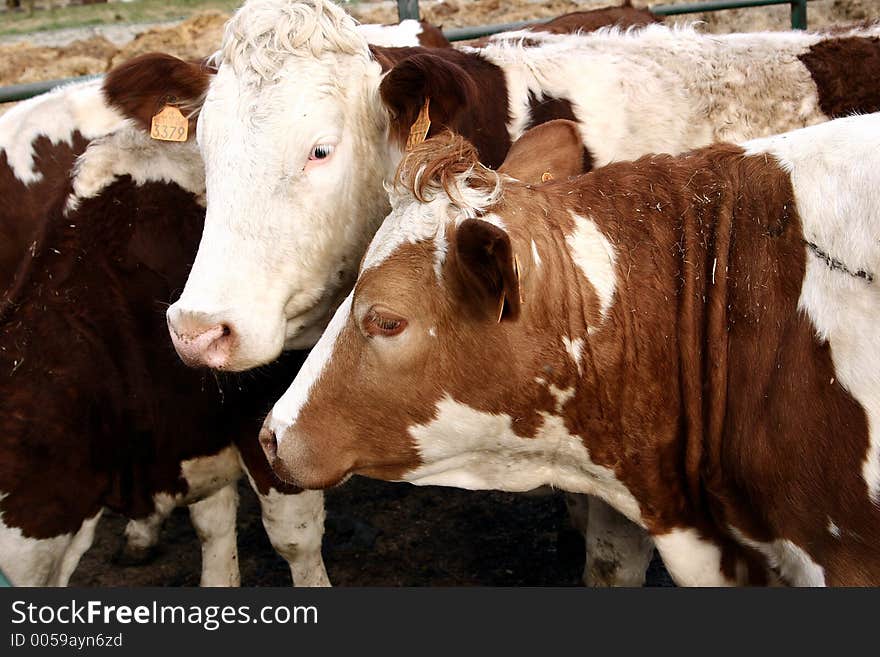 Danish Cows