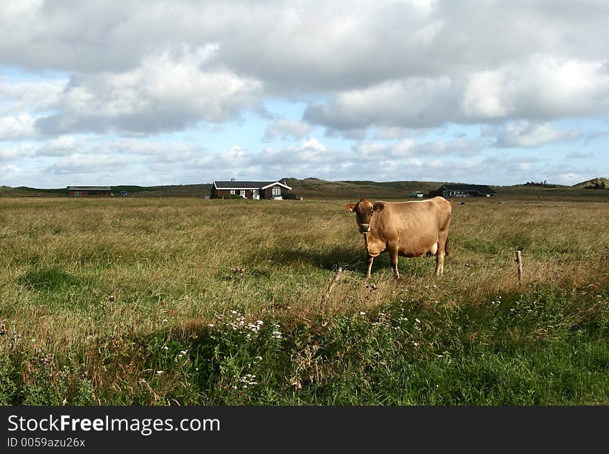 Danish Cows