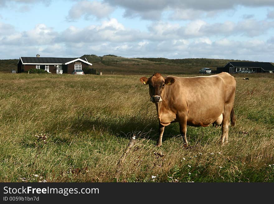 Danish cows