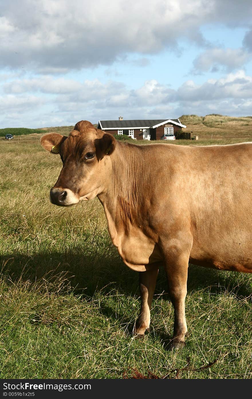 Danish cows