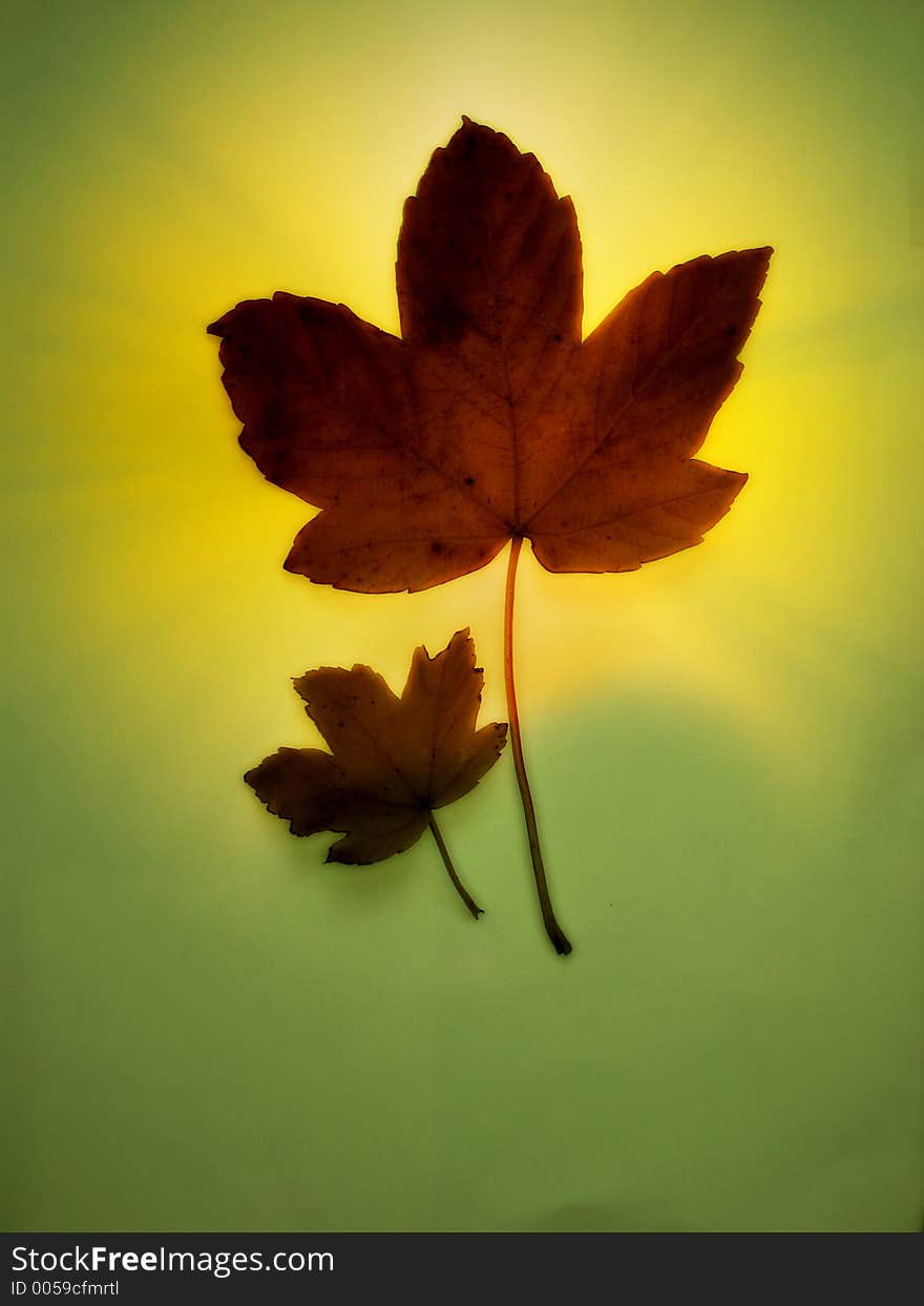 Couple of leaves surrounded wit yellow light on green background