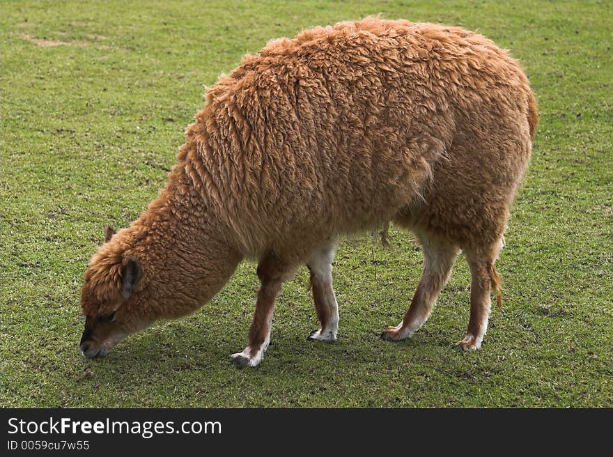 Young llama pasturing on green grass