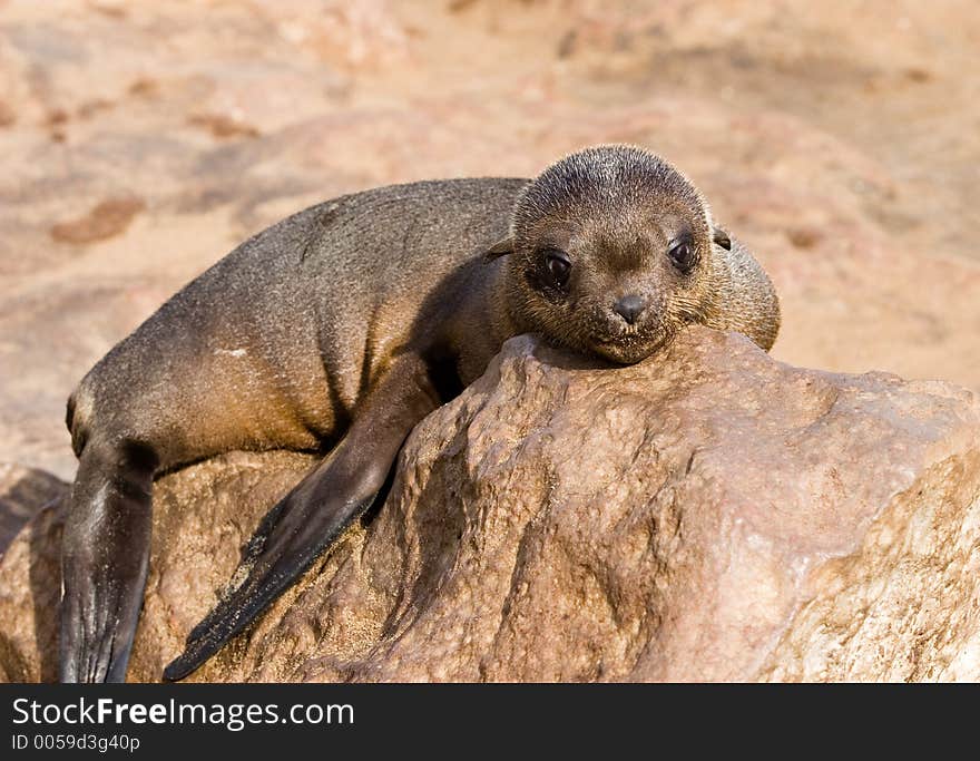 Baby seal