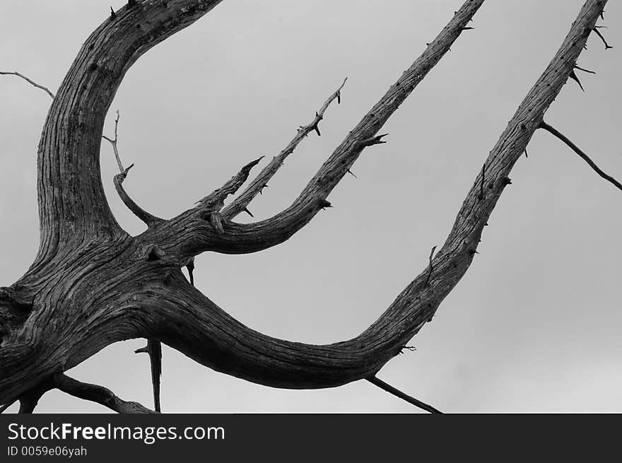 A tree has succumbed to the ever-moving dunes along Lake Michigan.  This tree, 450 feet above the lake at the Empire Bluffs near Empire, Michigan leans precariously over the water. A tree has succumbed to the ever-moving dunes along Lake Michigan.  This tree, 450 feet above the lake at the Empire Bluffs near Empire, Michigan leans precariously over the water.