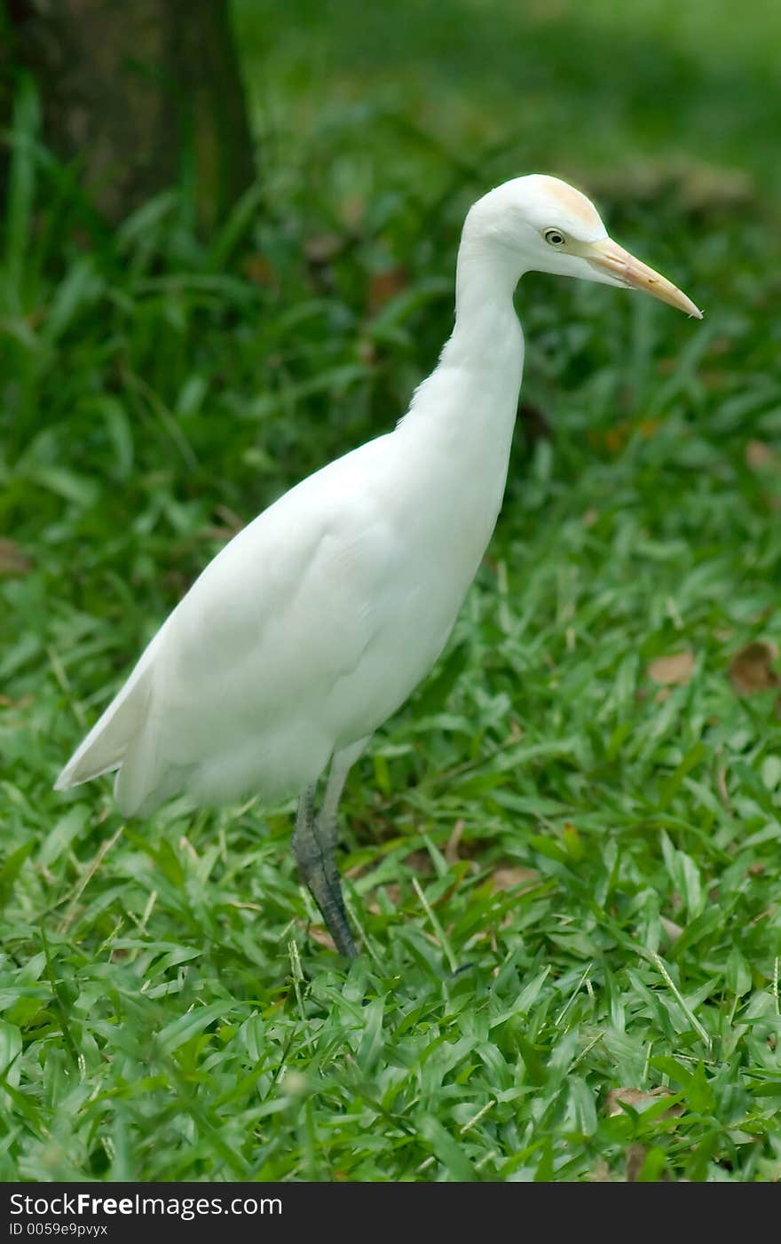 Bird on the park