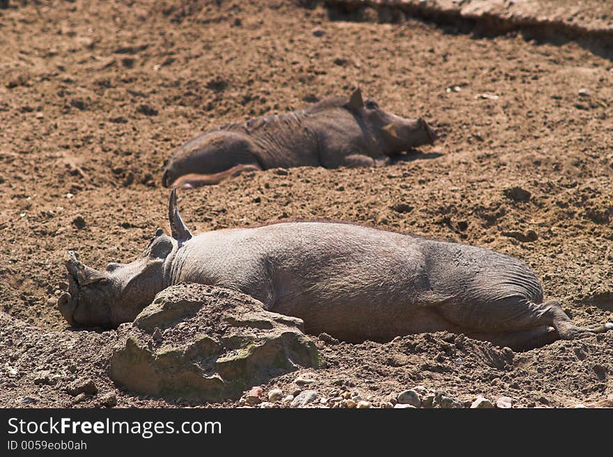 Happy Pigs Sleeping In Mud