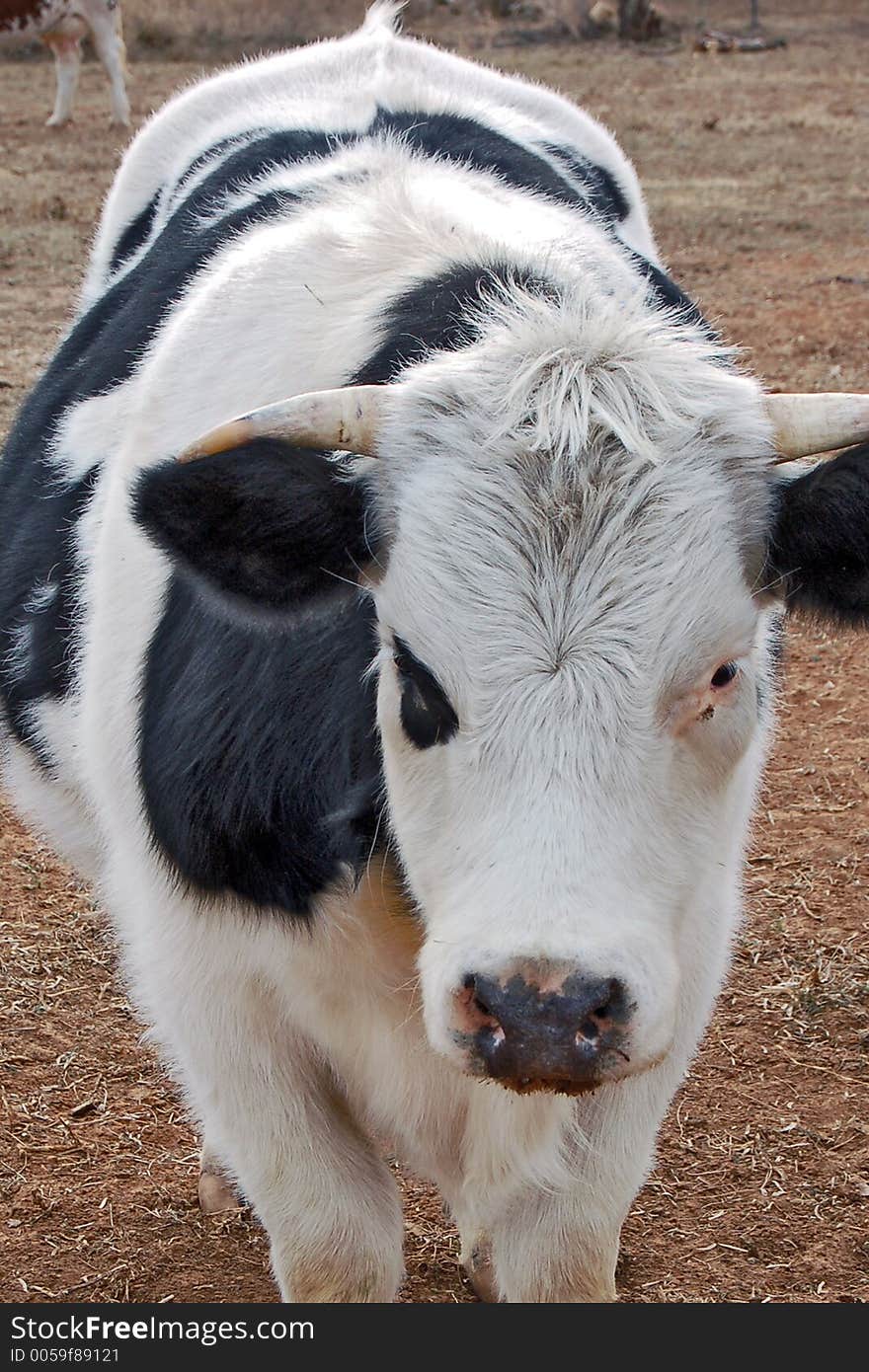 Close-up image of a cow. Close-up image of a cow