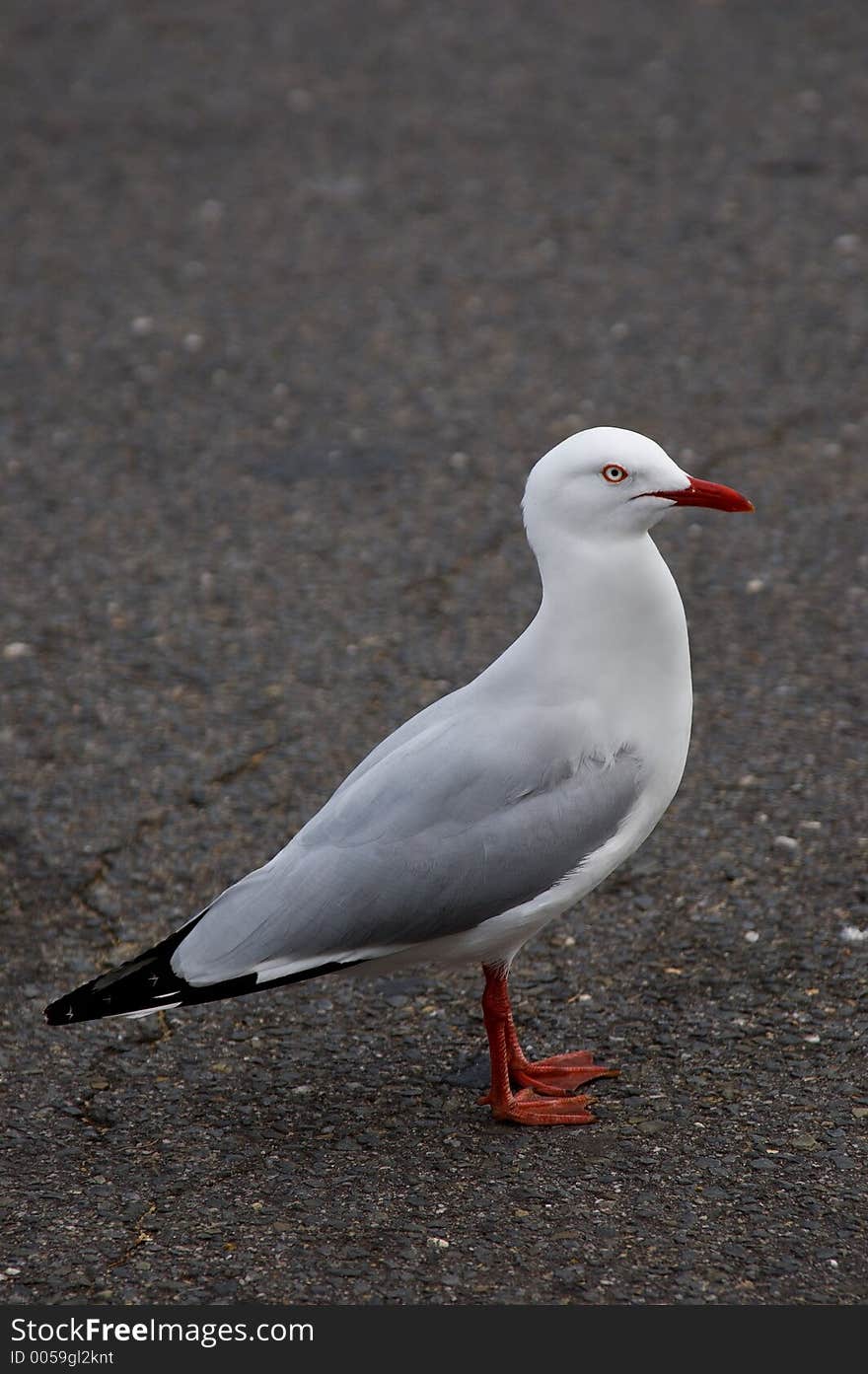 Urban Seagull