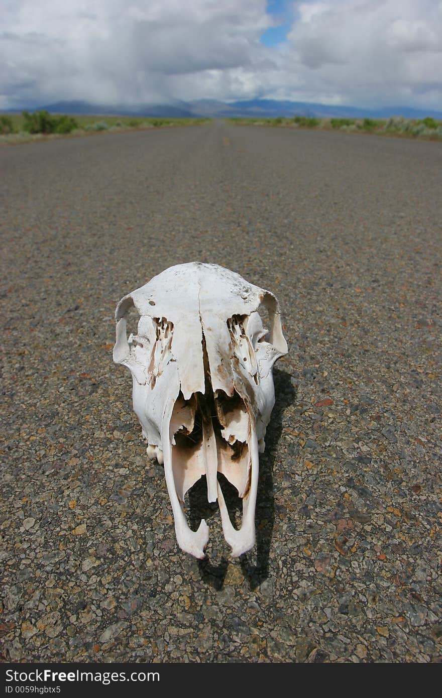 Bleached skull on pavement on a desert highway. Bleached skull on pavement on a desert highway.