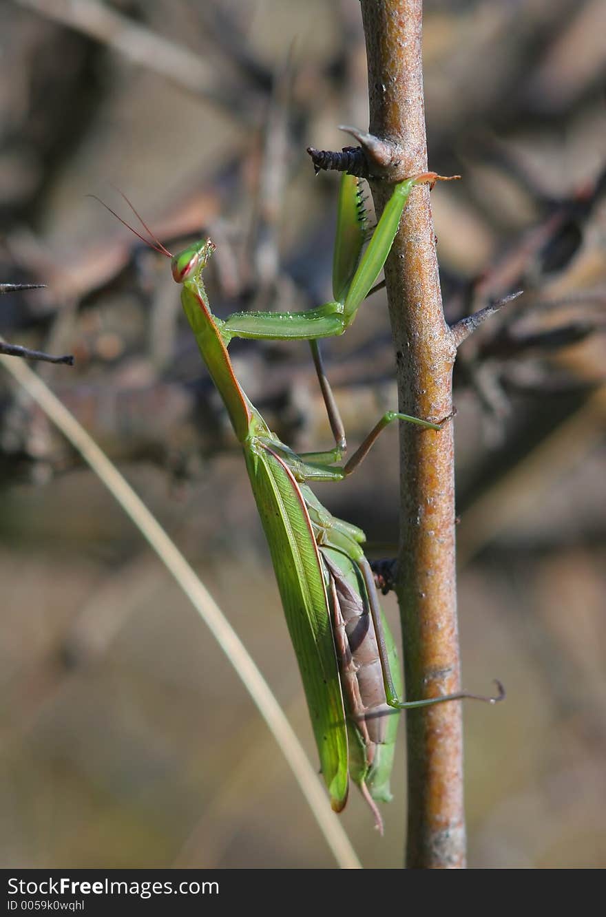 Mantis