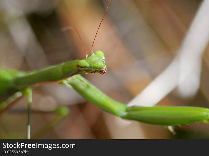 Head of a mantis