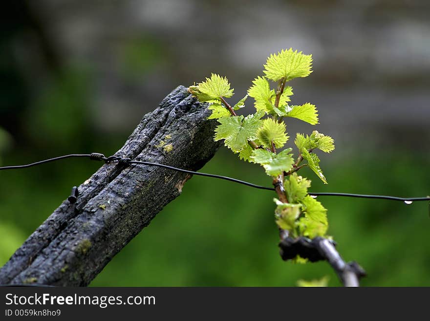 Wet vine leafs. Wet vine leafs