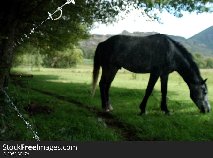 A fenced horse, slightly out of focus, with barbed wire on the left of the photo. The idea is to show crualty to animals.