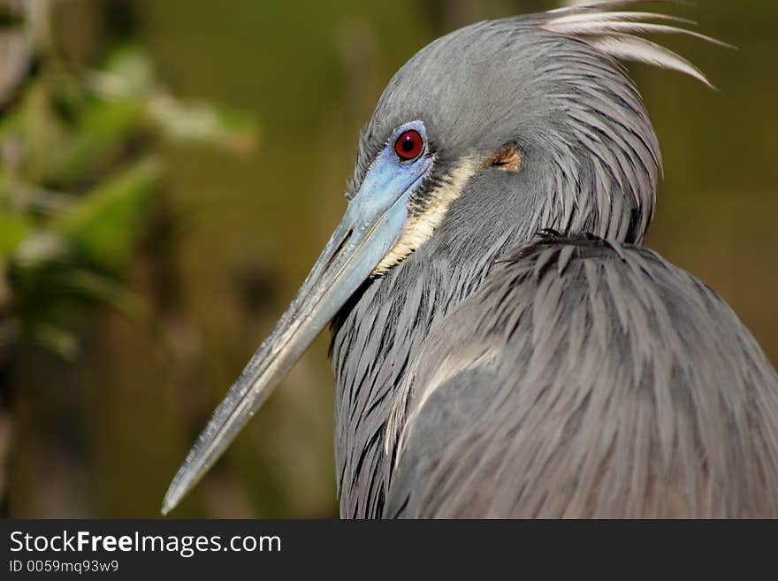 Close up tricolored