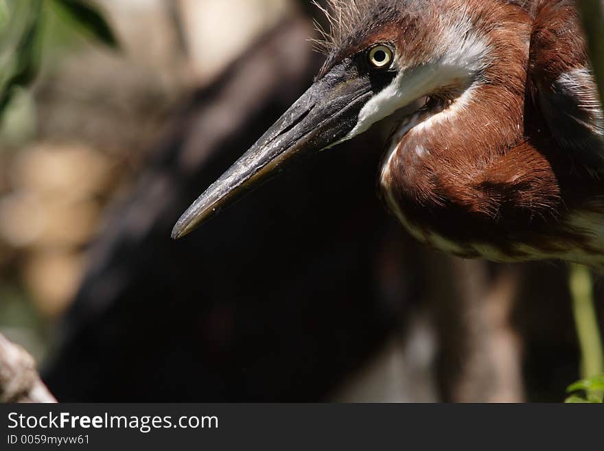 Tricolored heron, baby, Egretta tricolor. Tricolored heron, baby, Egretta tricolor