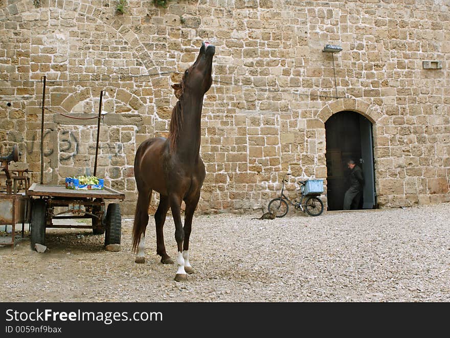 Sad horse at the courtyard. Sad horse at the courtyard