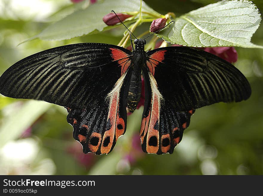 Scarlet Swallow tail Butterfly. Scarlet Swallow tail Butterfly