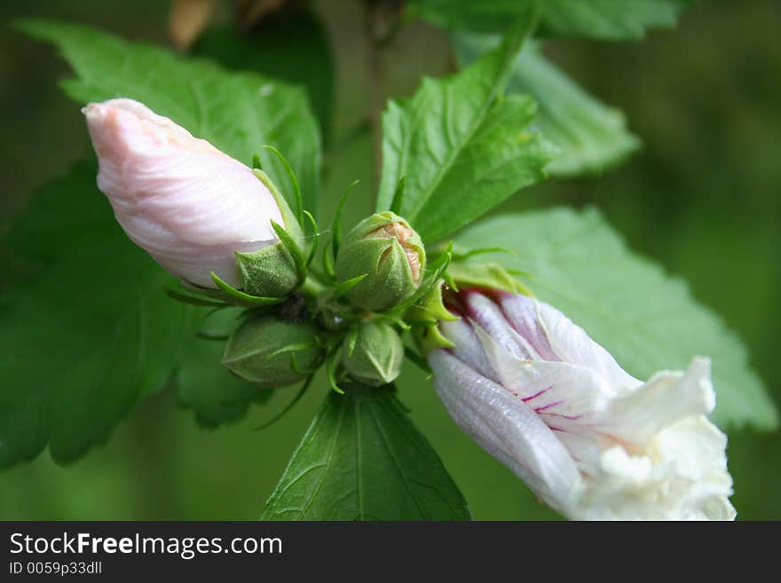 Bud of Rose of Sharon