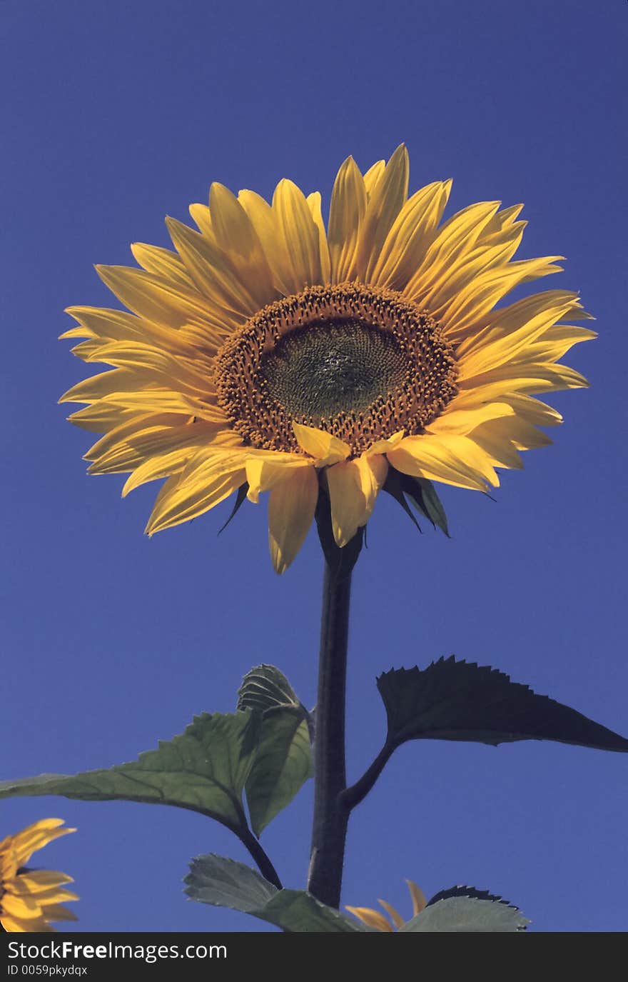 Sunflower