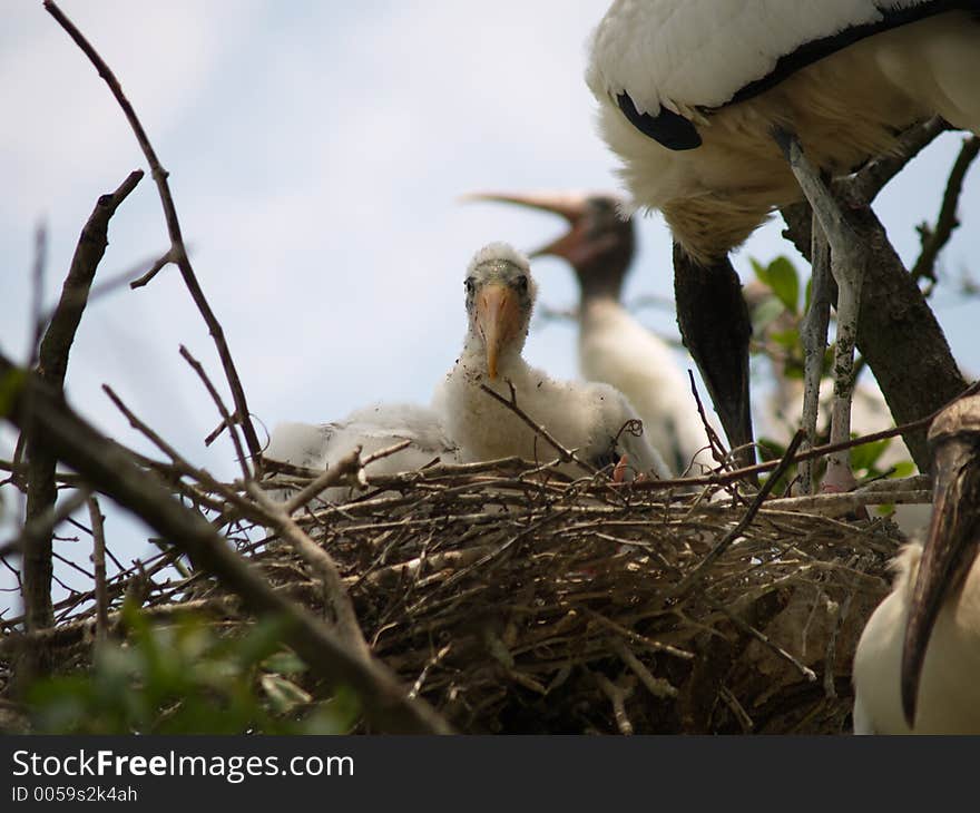 A nest of chicks.