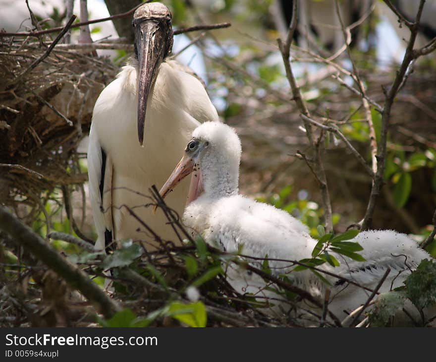 Mother and babies