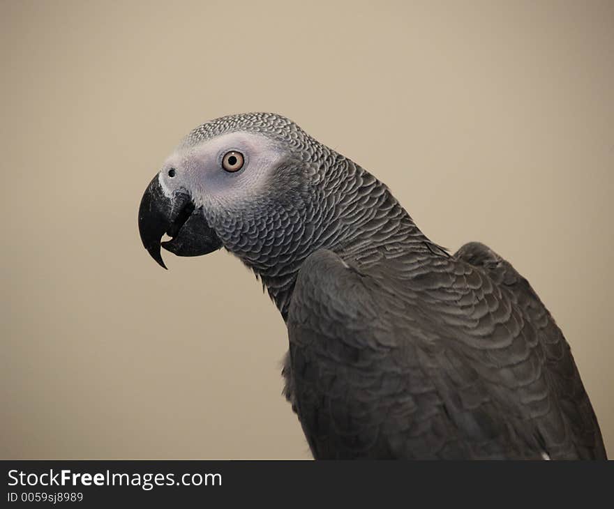 African Grey Parrot