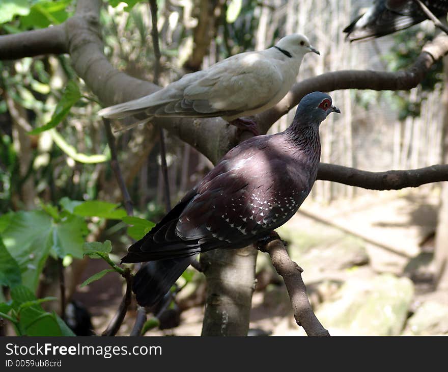 Wild pigeons,in the natural reserve. Wild pigeons,in the natural reserve