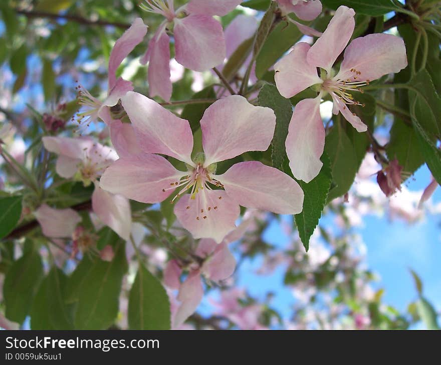 Cherry Blossoms