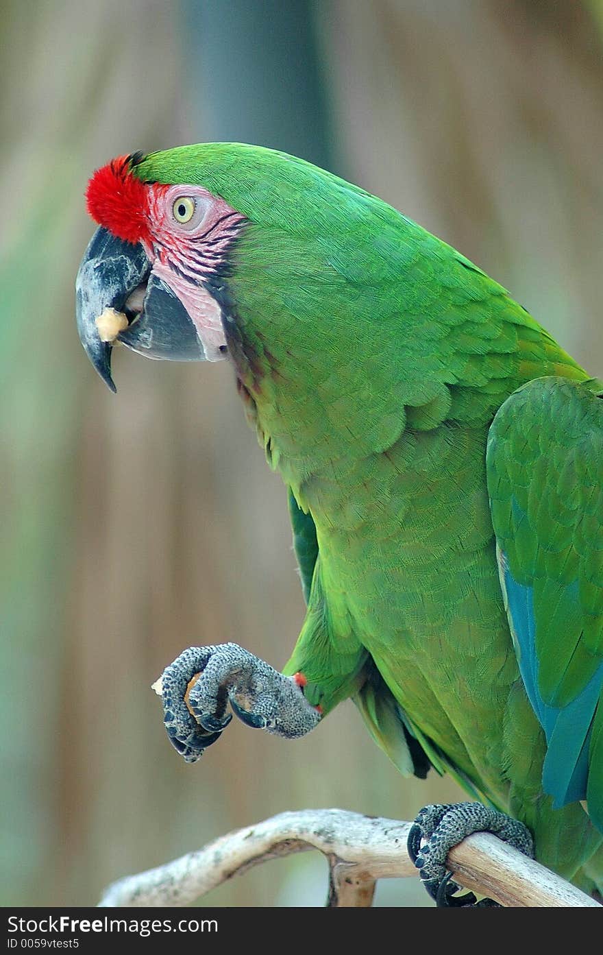 Parrot enjoys a treat. Parrot enjoys a treat.