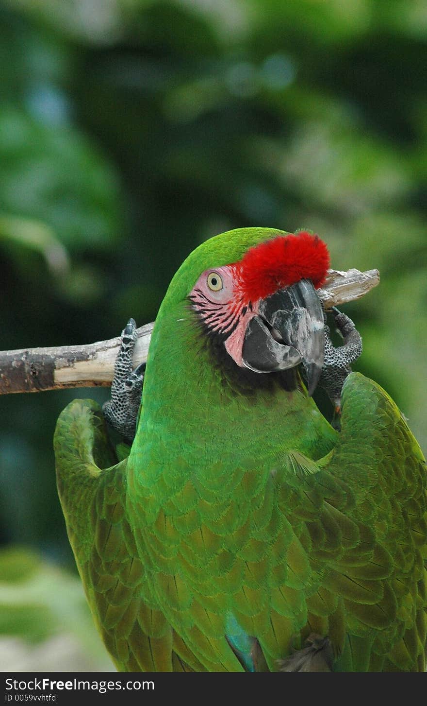 Parrot hangs and turns head backwards. Parrot hangs and turns head backwards.