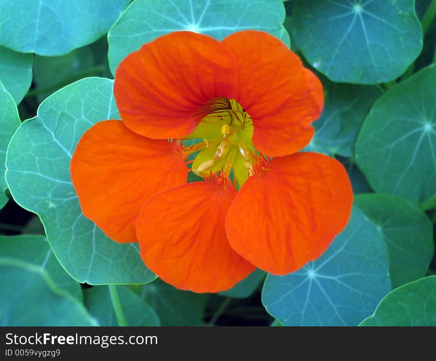 Orange Flower