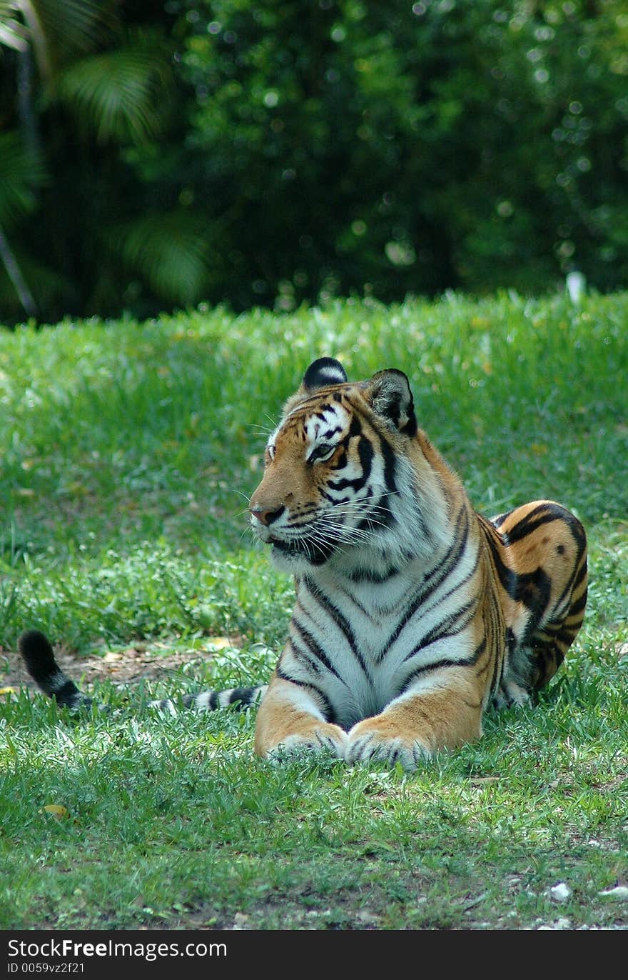 Tiger strikes a  pose. Tiger strikes a  pose