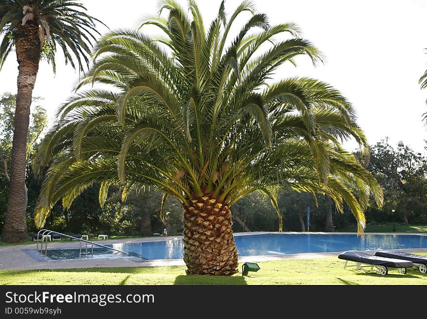 Palm at pool in south africa