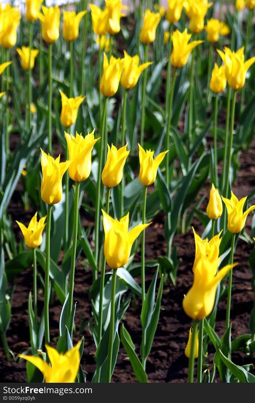 Flowers in square near Kremlin. Moscow. Russia. Flowers in square near Kremlin. Moscow. Russia.