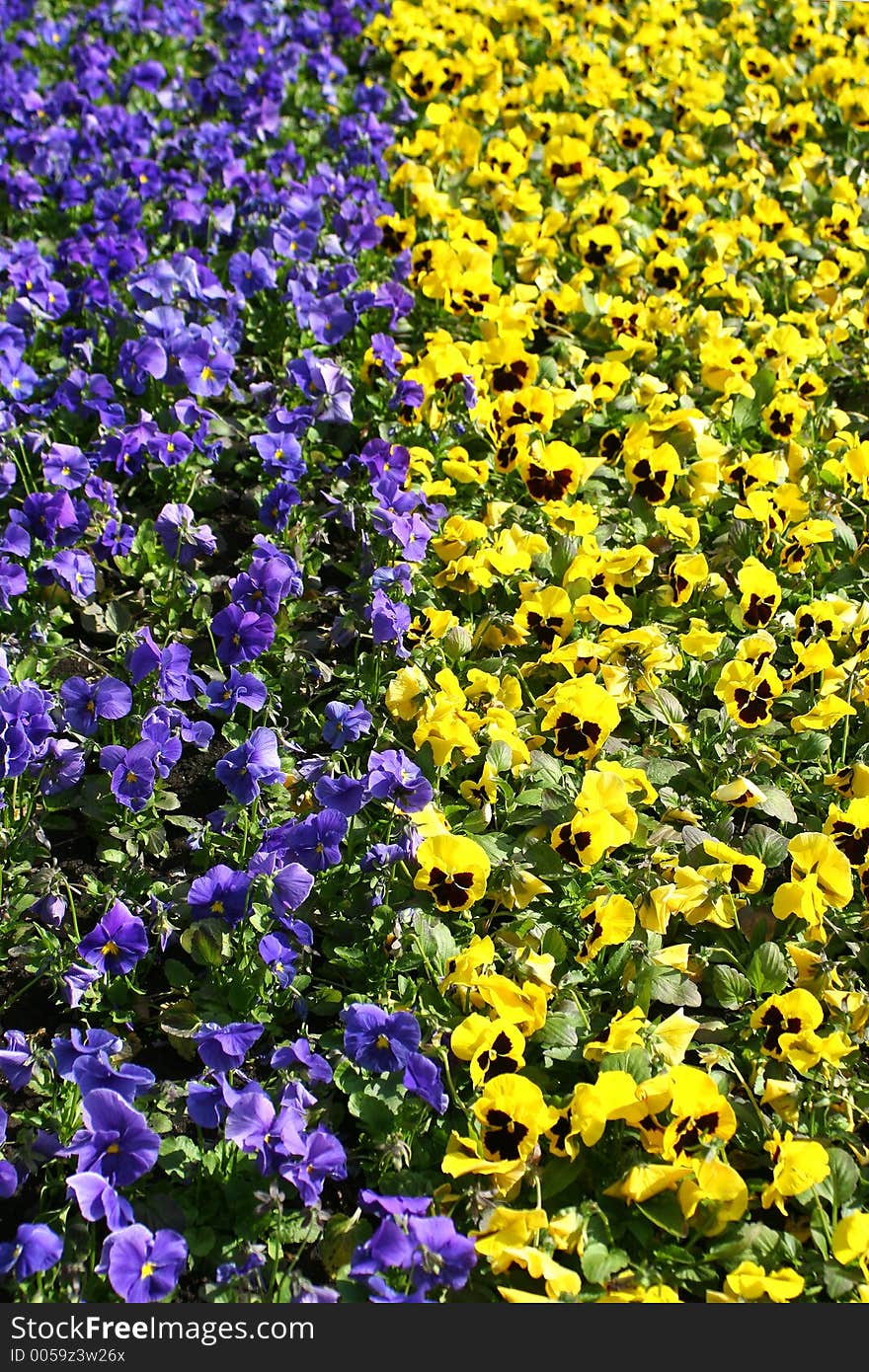 Flowers in square near Kremlin. Moscow. Russia. Flowers in square near Kremlin. Moscow. Russia.