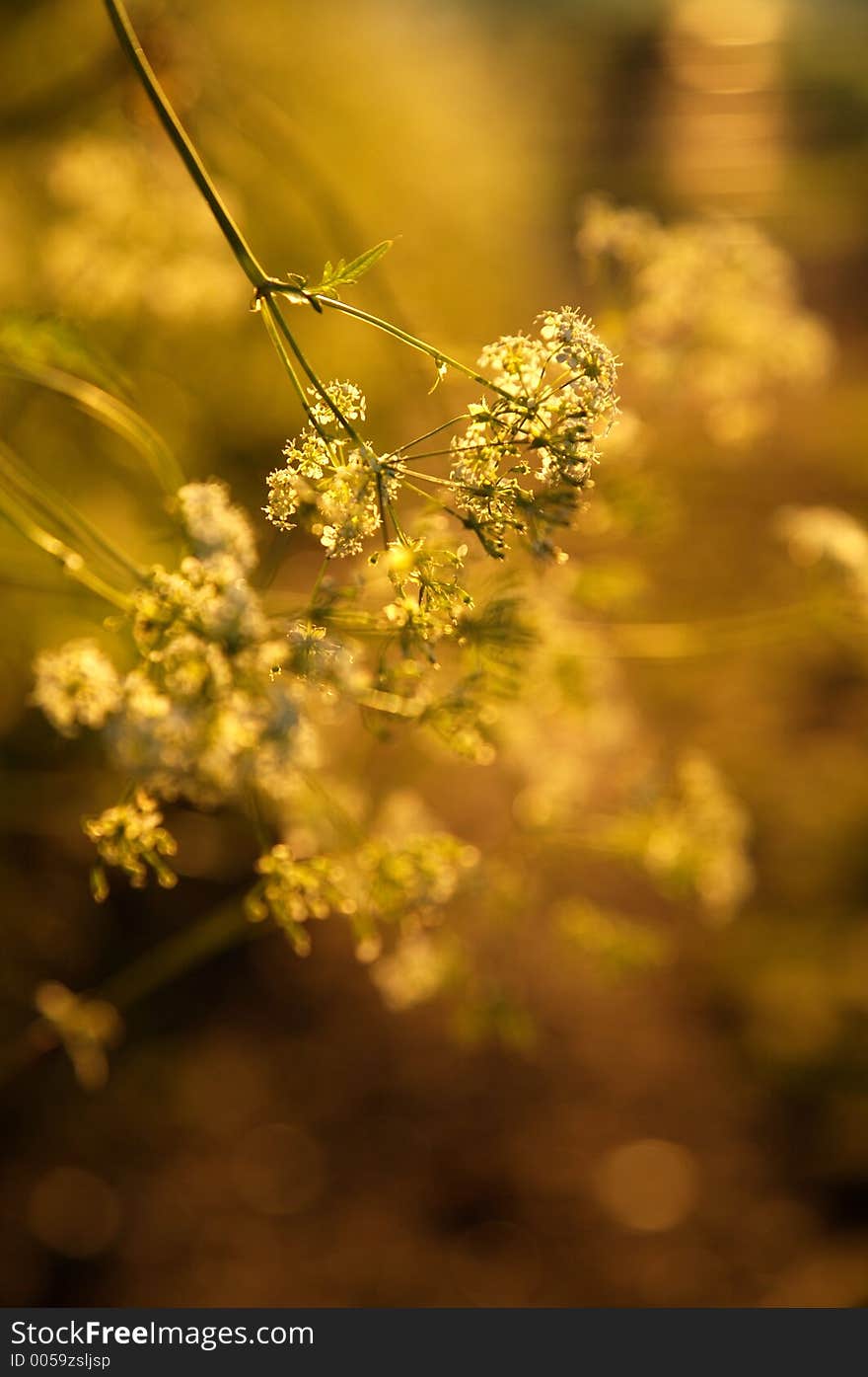 Cowslip In The Gloden Sun