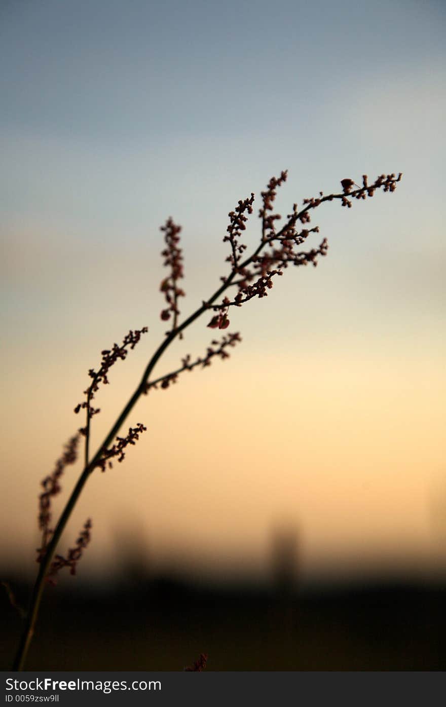 Flower stands alone at sundown, low light. Flower stands alone at sundown, low light