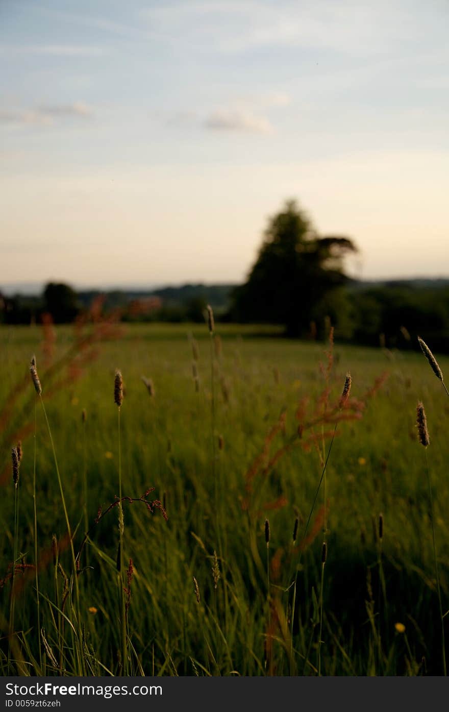 Grass blows at sundown, low light, sky, horizon out of focus.