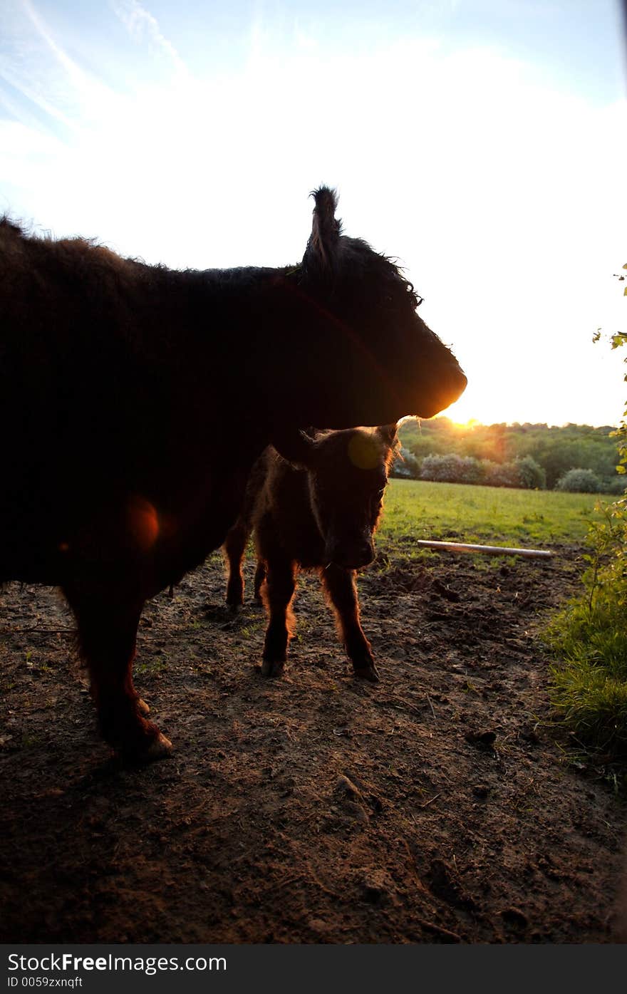 Cows with calf