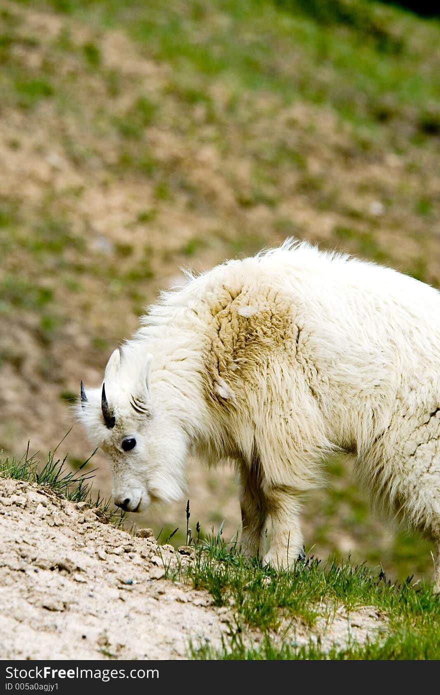 Mountain Baby Goat