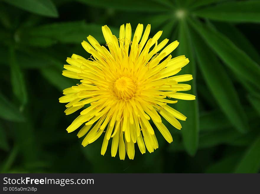 Spring day. Meadow with dandelions. Spring day. Meadow with dandelions.