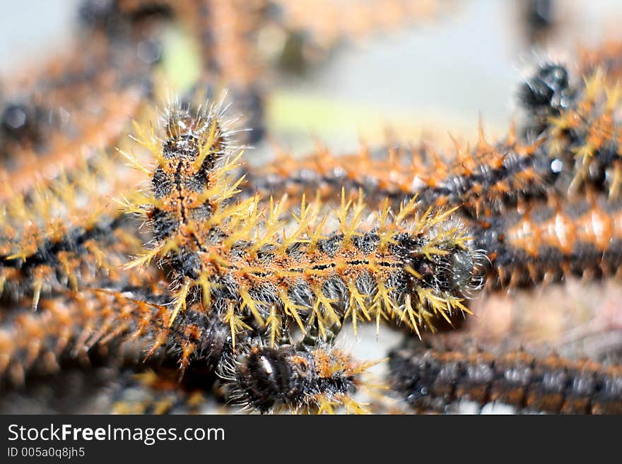 Worms on a tree close-up