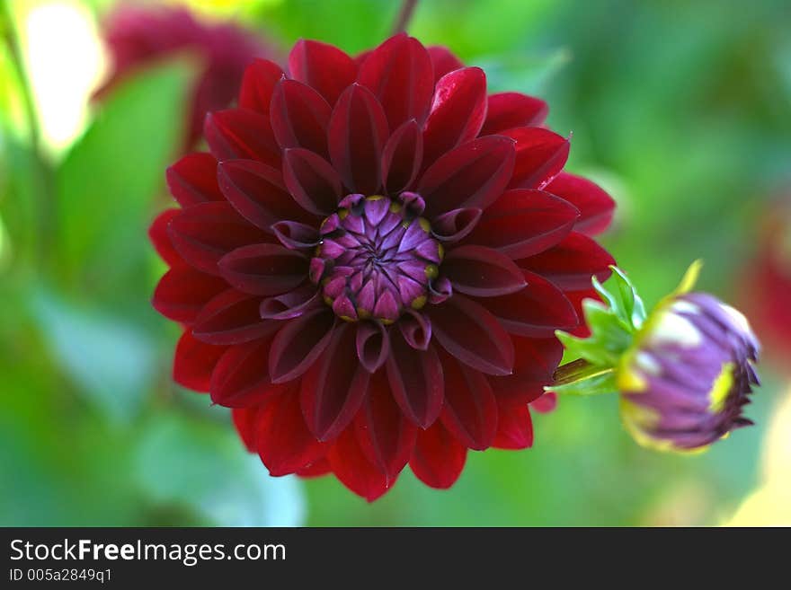 Closeup picture of a dalhia in the summer sun. Closeup picture of a dalhia in the summer sun