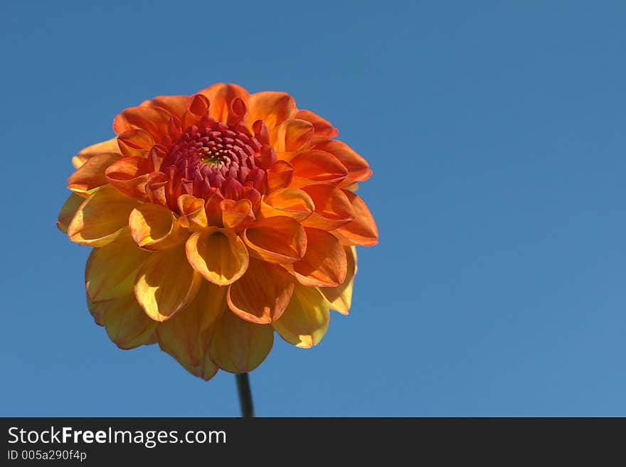 Closeup picture of a dalhia in the summer sun. Closeup picture of a dalhia in the summer sun