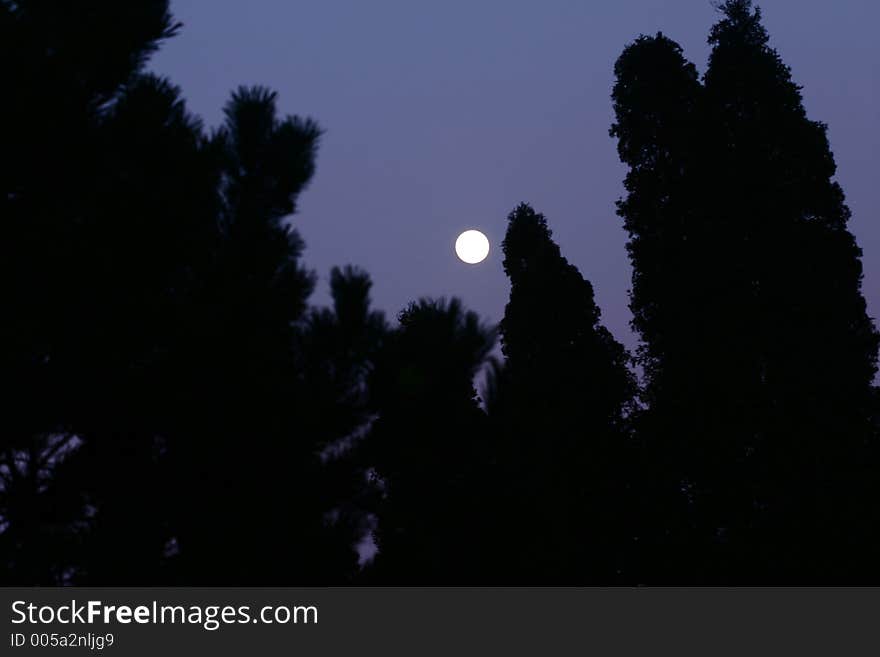 In the country moon in the night over trees. In the country moon in the night over trees